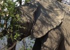 This elephant was so close to the car even leaning back this was all I could fit in the lens.